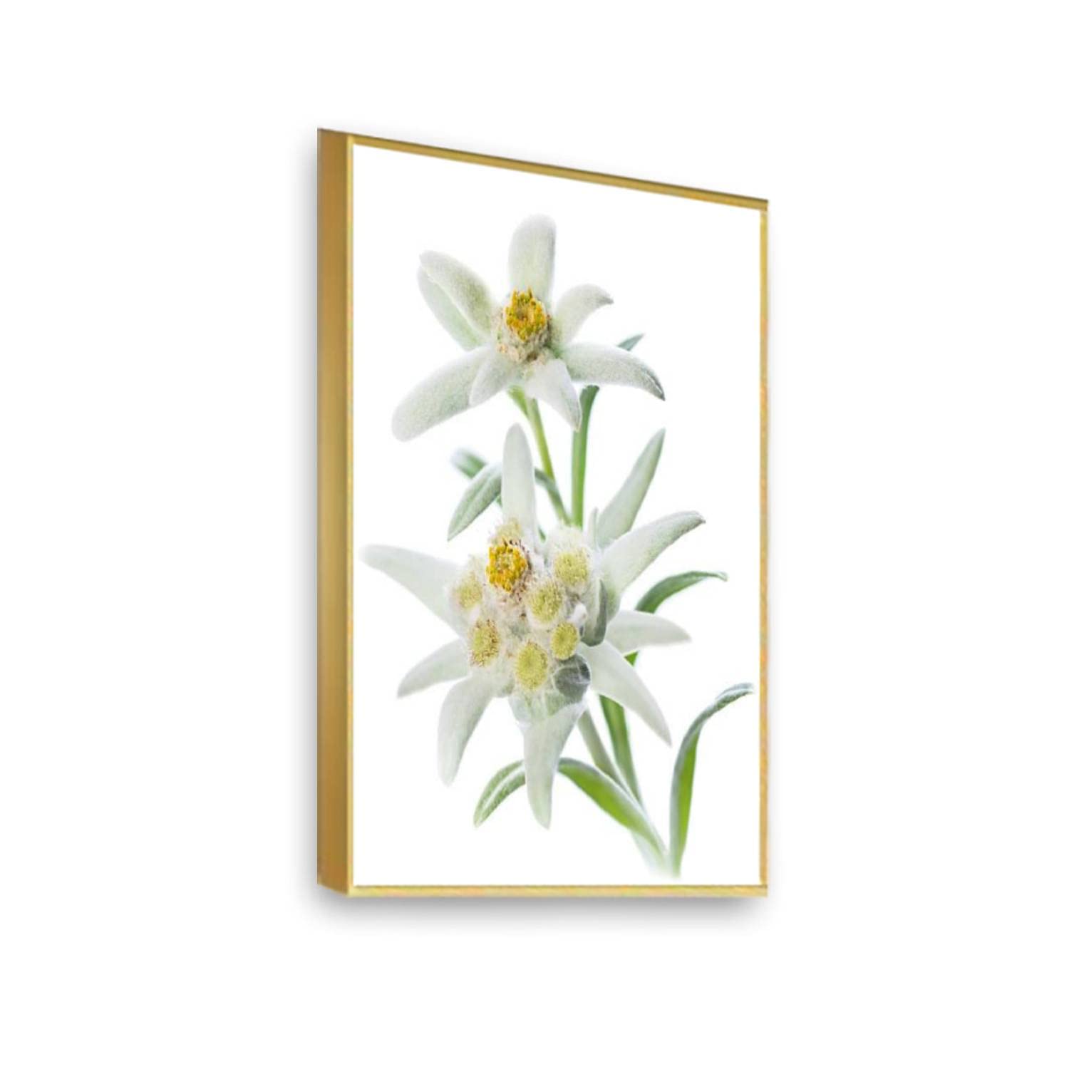 Glowing Edelweiss LED Canvas Print - Framed Wall Art with Built-in Lights, Ready to Hang Home Decor for Living Room, Bedroom & Office (16x24 Inches) - Perfect for Modern Interior Design & Gift Giving
