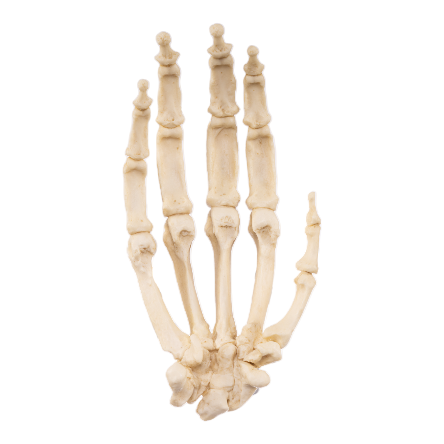 Replica Gorilla Hand Articulated - Lifelike Animal Model for Science Education, Halloween Decor & Collectibles | Perfect for Classroom, Home Display & Themed Parties