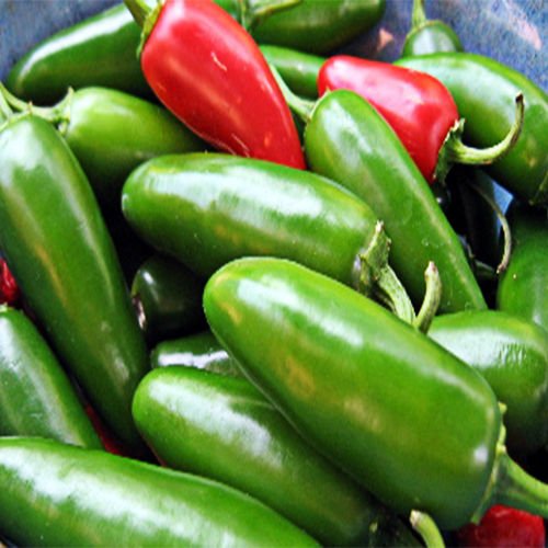 Organic Jalapeno Early Hot Pepper Heirloom Seeds - Non-GMO, 1g Packet for Home Gardening, Canning & Mexican Cooking