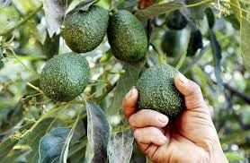 Buy Fresh Avocado (Butter Fruit) Online - Premium Quality for Salads, Smoothies & Healthy Recipes | ND PLANT BAZAR