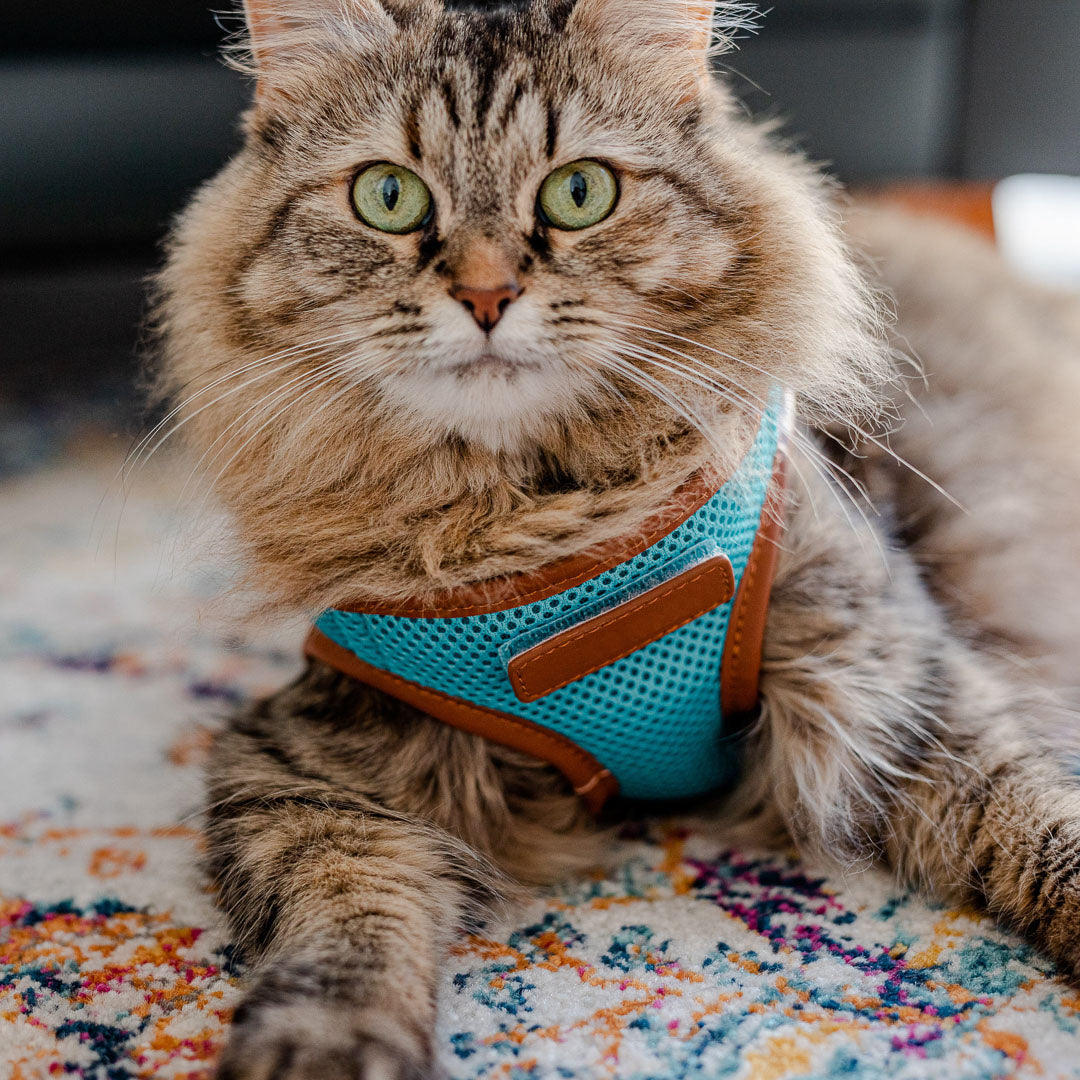 Sky Blue Cat Harness with Tan Trim - Adjustable & Escape-Proof Pet Vest for Safe Outdoor Adventures - Perfect for Walking, Hiking & Travel