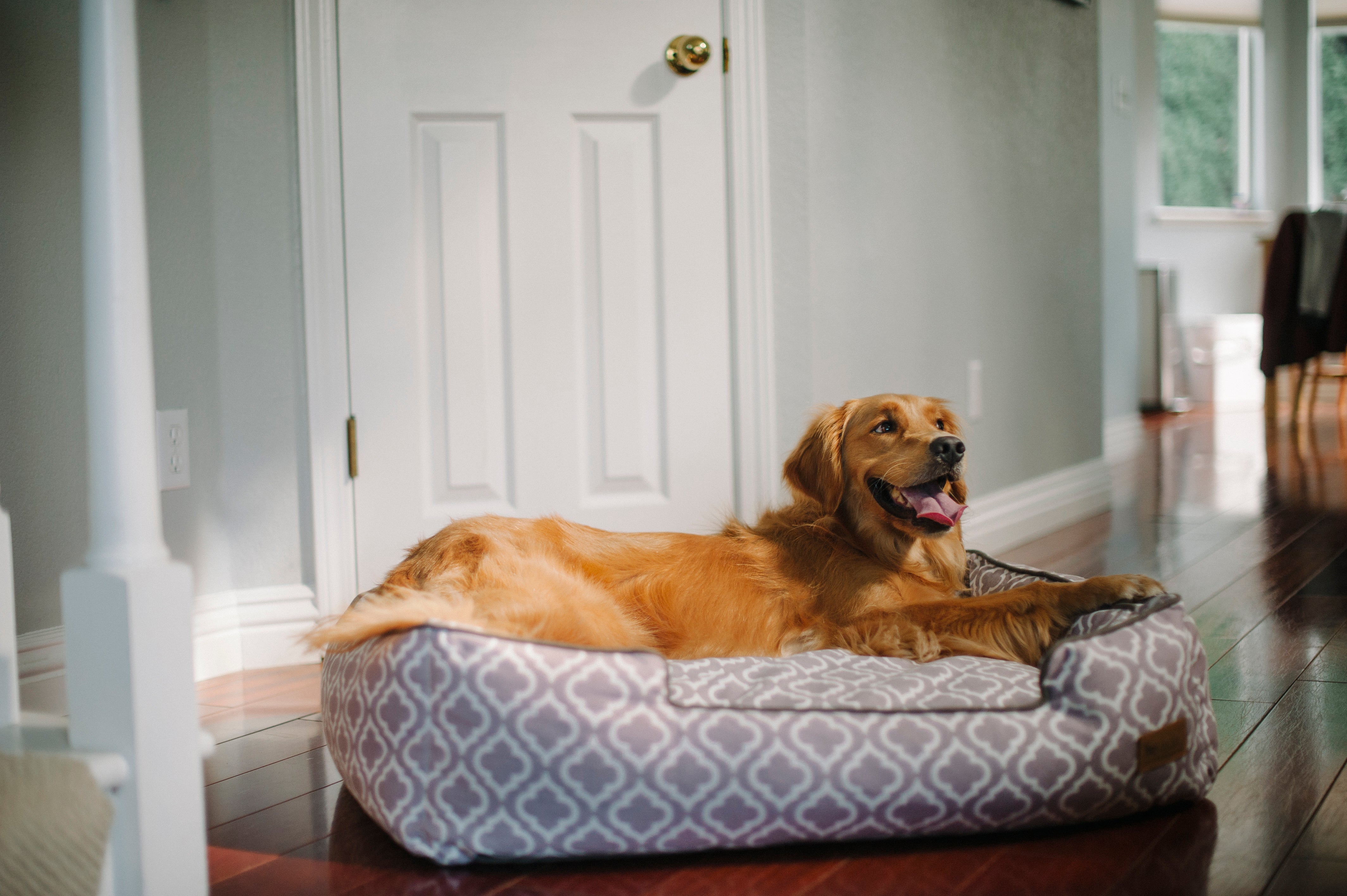 Pet P.L.A.Y. Moroccan Lounge Dog Bed - Ash Gray Washable Luxury Pet Sofa for Small to Medium Dogs | Perfect for Living Room, Bedroom & Apartment