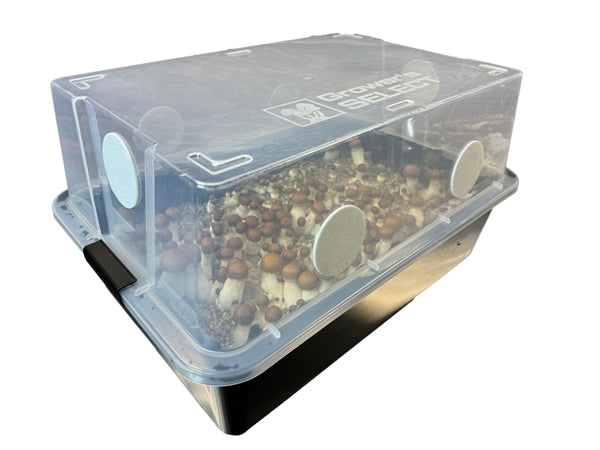 Midwest Grow Kits Complete Large 66 Quart Monotub Bulk Spawn Mushroom Growing Kit with Casing Layer - Perfect for Home Cultivation of Oyster, Shiitake & Medicinal Mushrooms