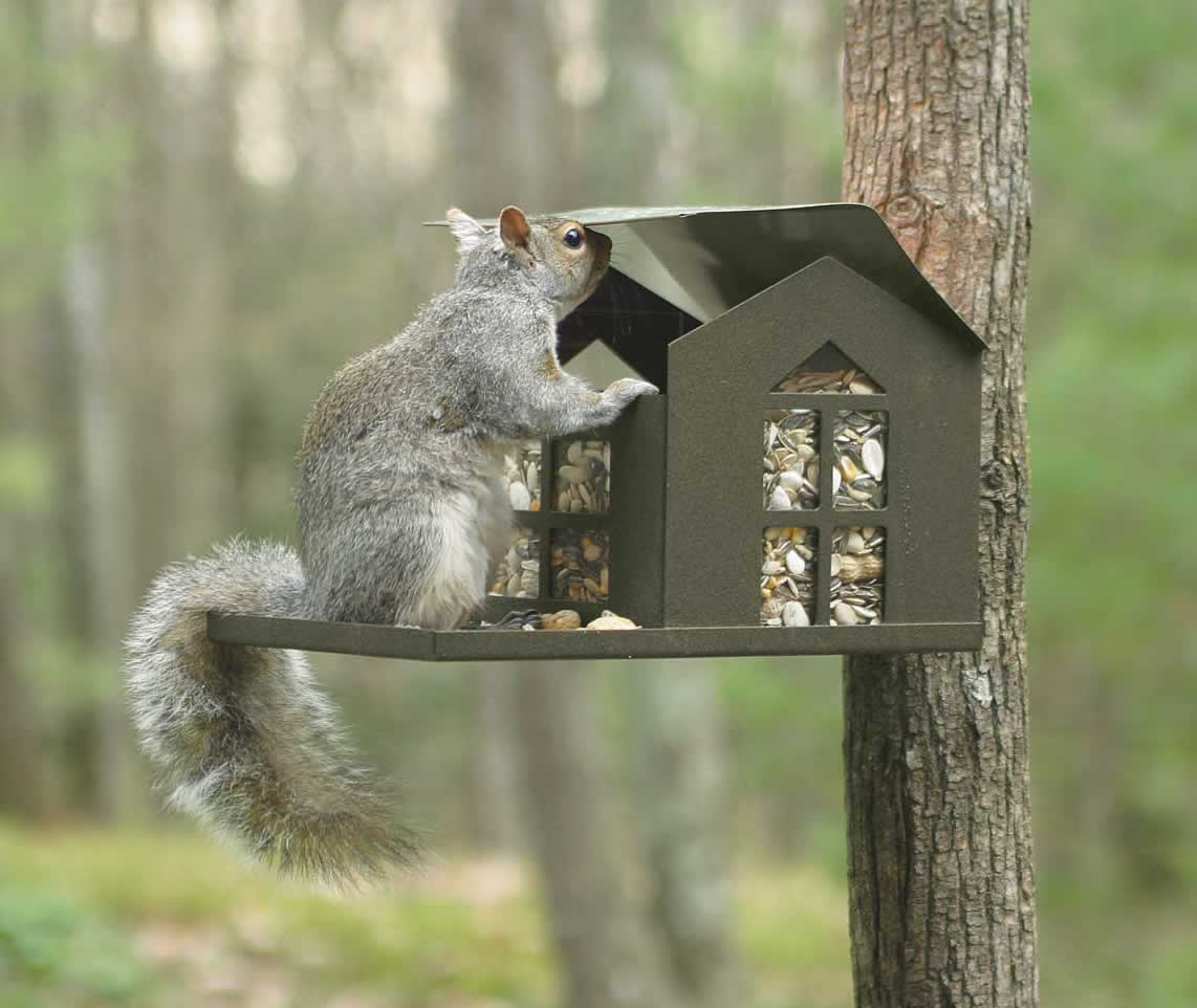 Premium Metal Squirrel Feeder - Durable Outdoor Wildlife Feeder for Backyard, Garden & Patio - Attract Squirrels with Easy-Access Design (Weather-Resistant, Rust-Proof) - Perfect for Nature Lovers & Bird Watching Enthusiasts