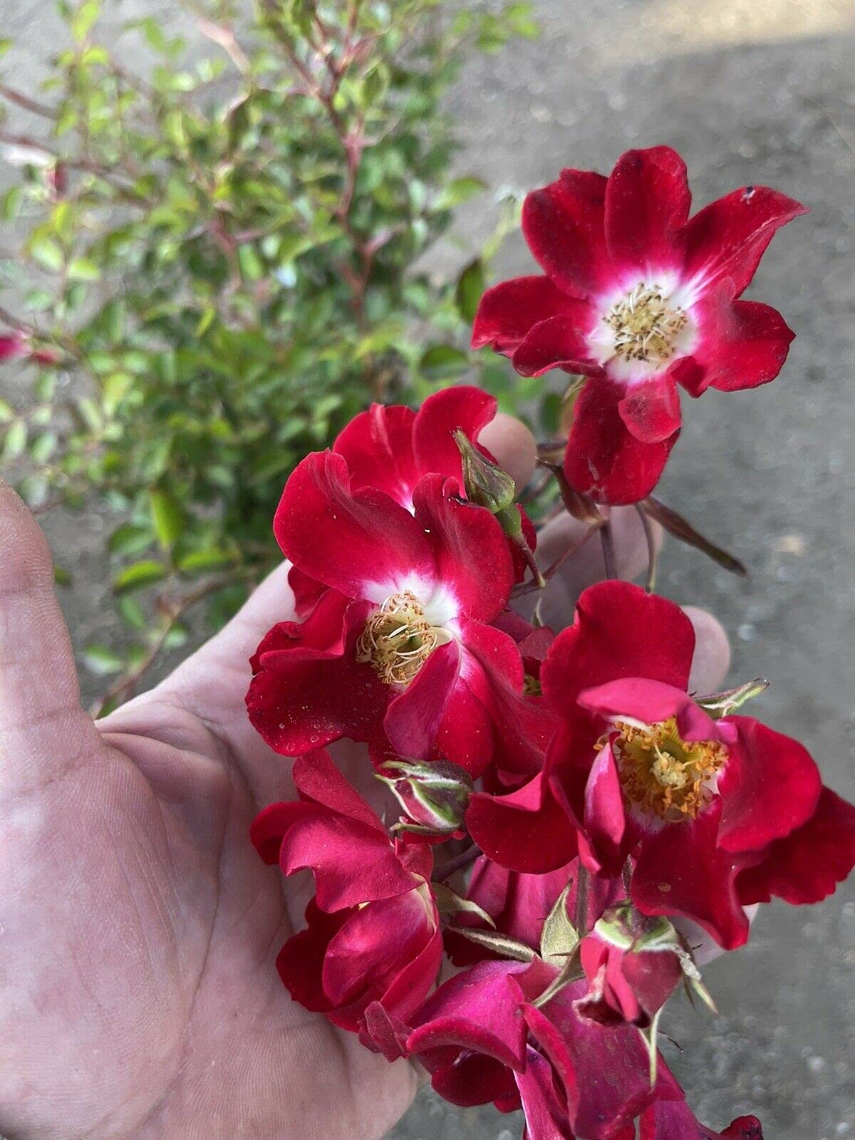 Red Carpet Miniature Rose Bush in 1-Gallon Pot - Live Plant for Home Garden, Outdoor Planting, Landscaping & Gift Ideas | Perfect for Patios, Balconies & Wedding Decorations