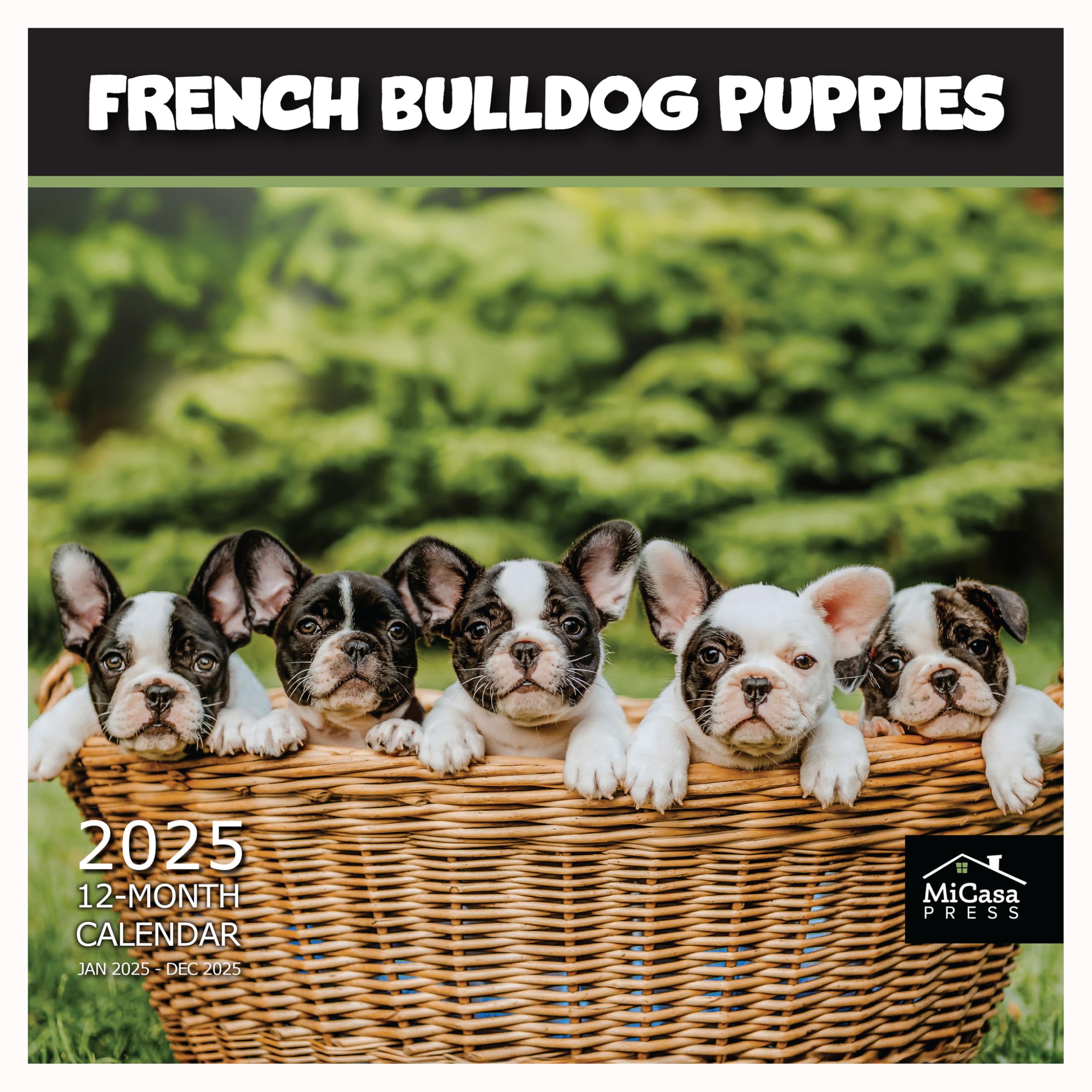 MICASA PRESS - 2025 French Bulldog Puppies Wall Calendar | 12 Months, 12