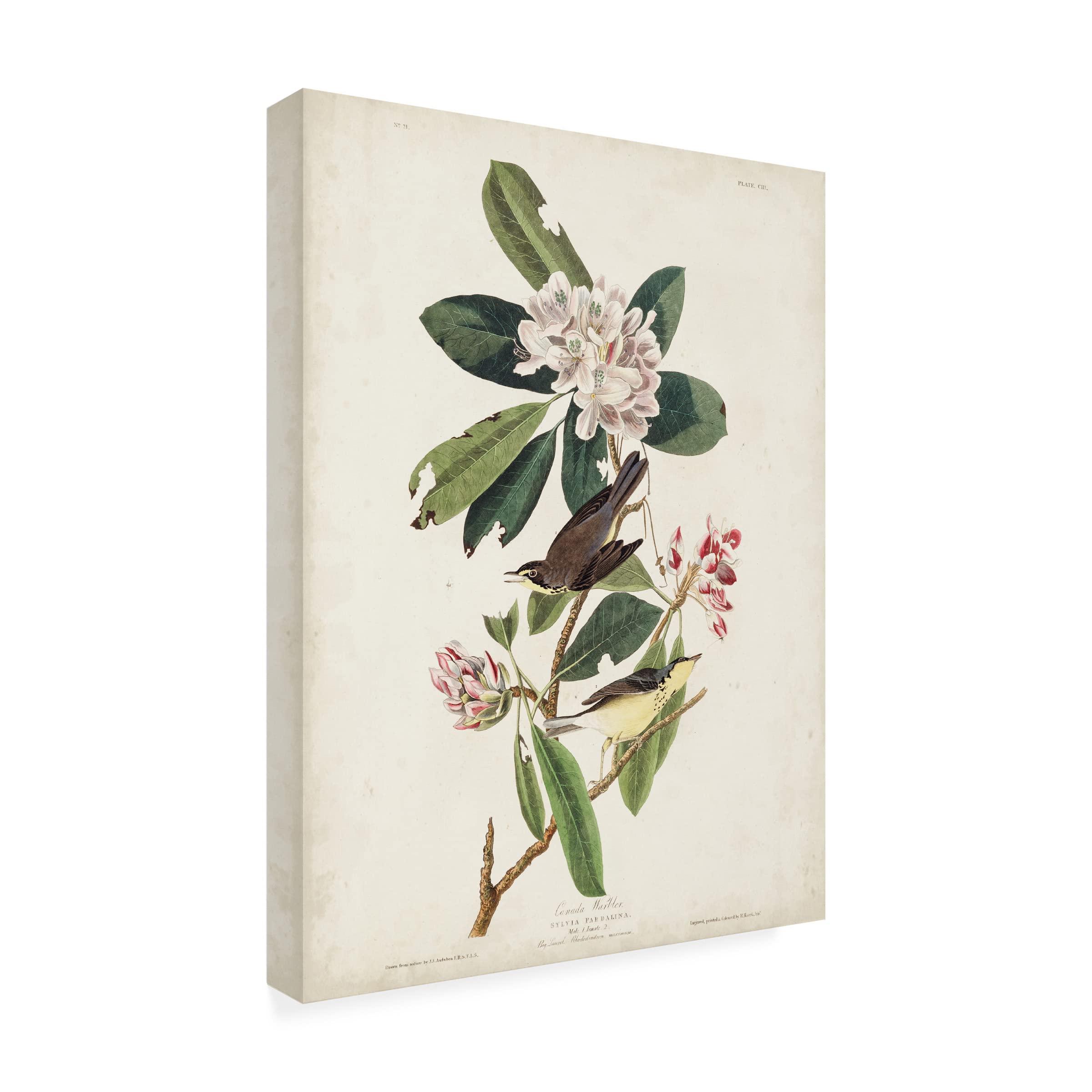 Trademark Fine Art 'Canada Warbler' Canvas Art by John James Audubon - 35x47 Inches - Handmade Bird Painting for Home & Office Decor - Perfect for Living Room, Bedroom or Office Wall Art