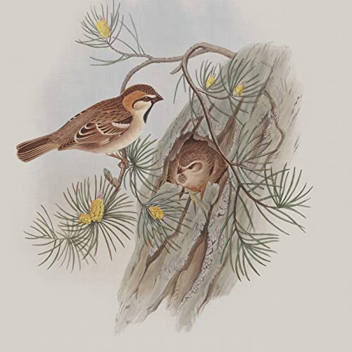 Turkestan Sparrow Bird Naturalist John Gould Counted Cross Stitch Pattern