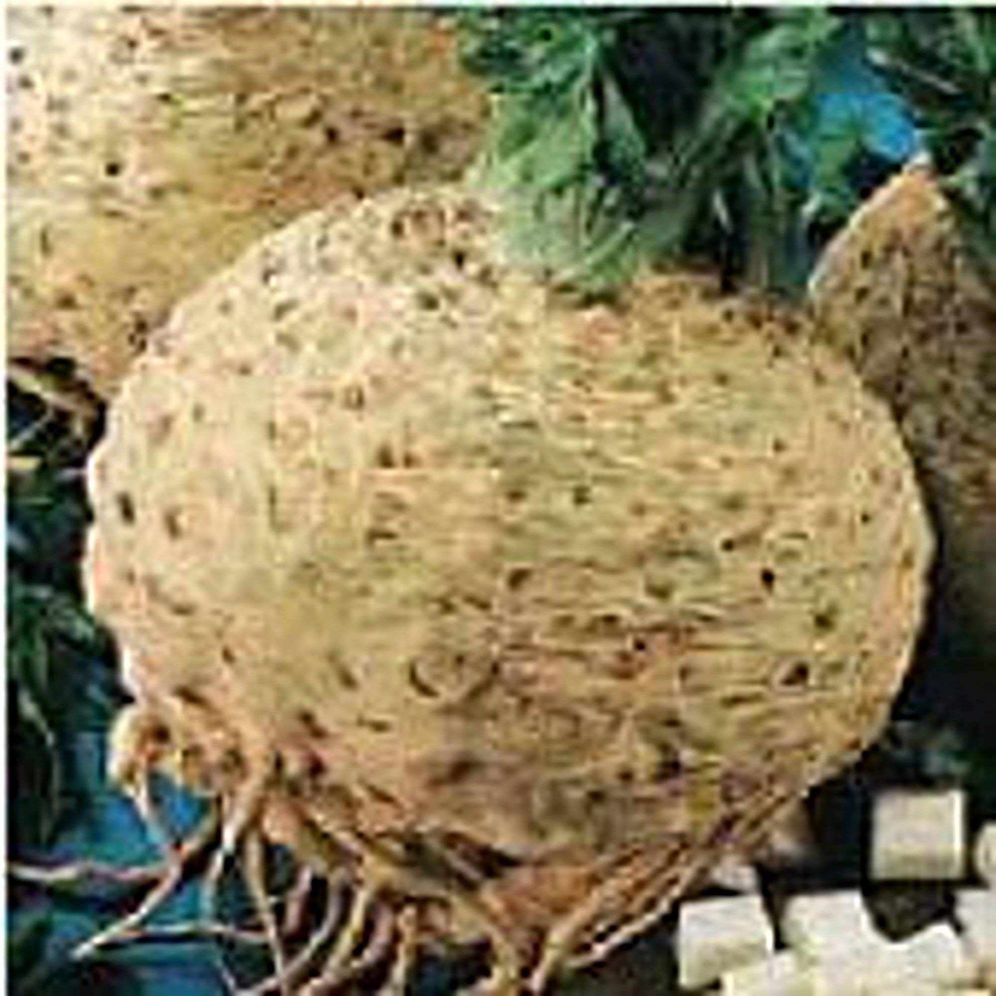 **Giant Prague Celeriac Seeds - Non-GMO Heirloom Vegetable Seeds (25+ Seeds) - Perfect for Organic Gardening, Homegrown Recipes & Culinary Herbs**