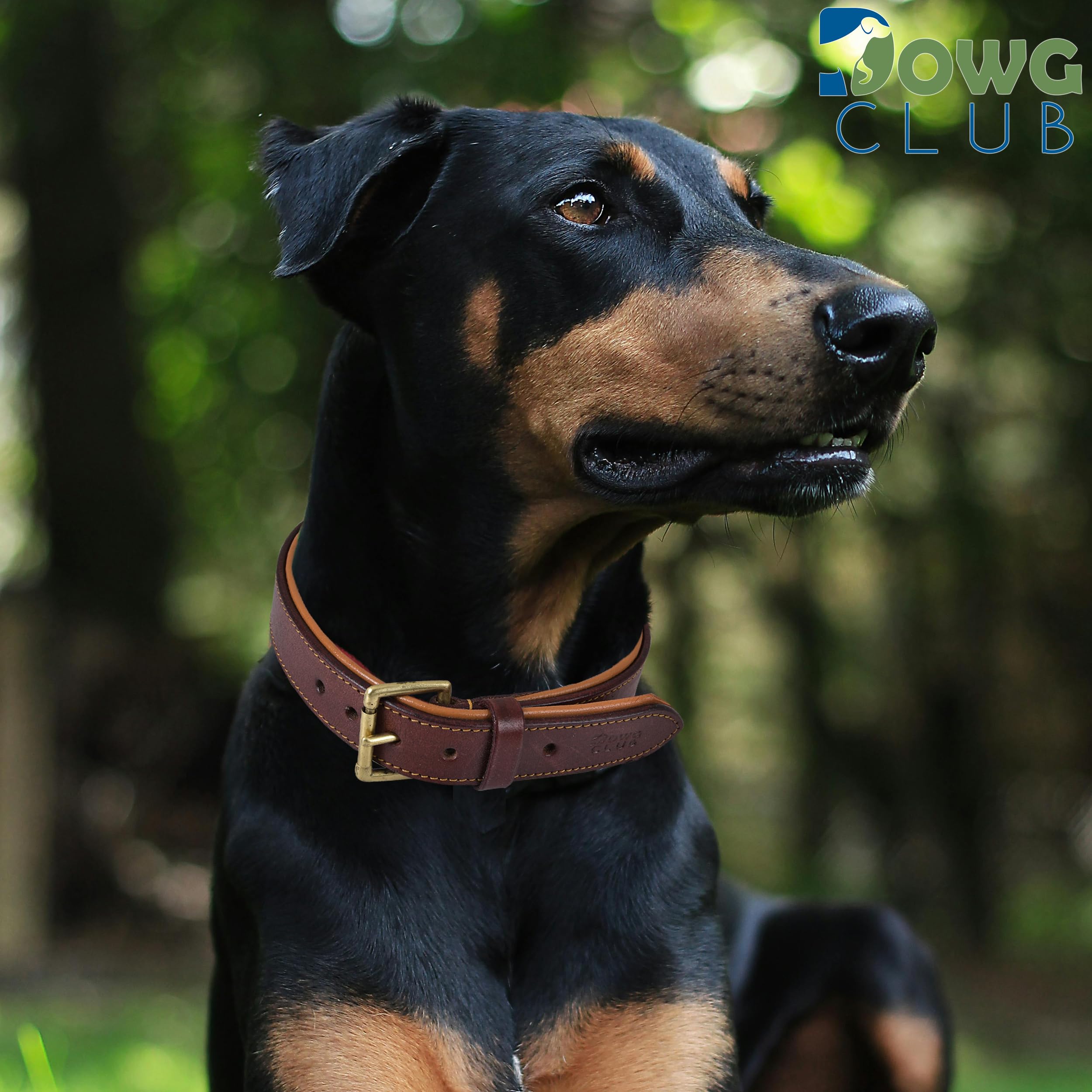 Premium Genuine Leather Dog Collar for Extra Large Dogs - 1.5