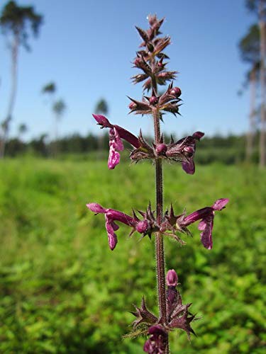 Stachys Sylvatica Hedge Nettle Woundwort Laminated Poster - 20x30 Inch Vibrant Botanical Print for Home & Office Decor | Perfect for Living Room, Bedroom, or Classroom Wall Art