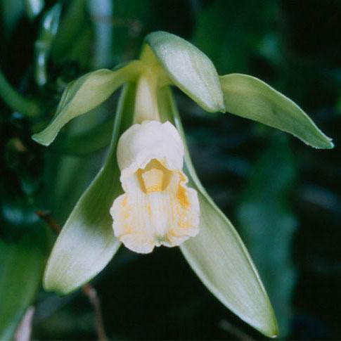 Pure Vanilla Essential Oil for Aromatherapy, Baking & DIY - 100% Natural, Therapeutic Grade for Relaxation & Stress Relief