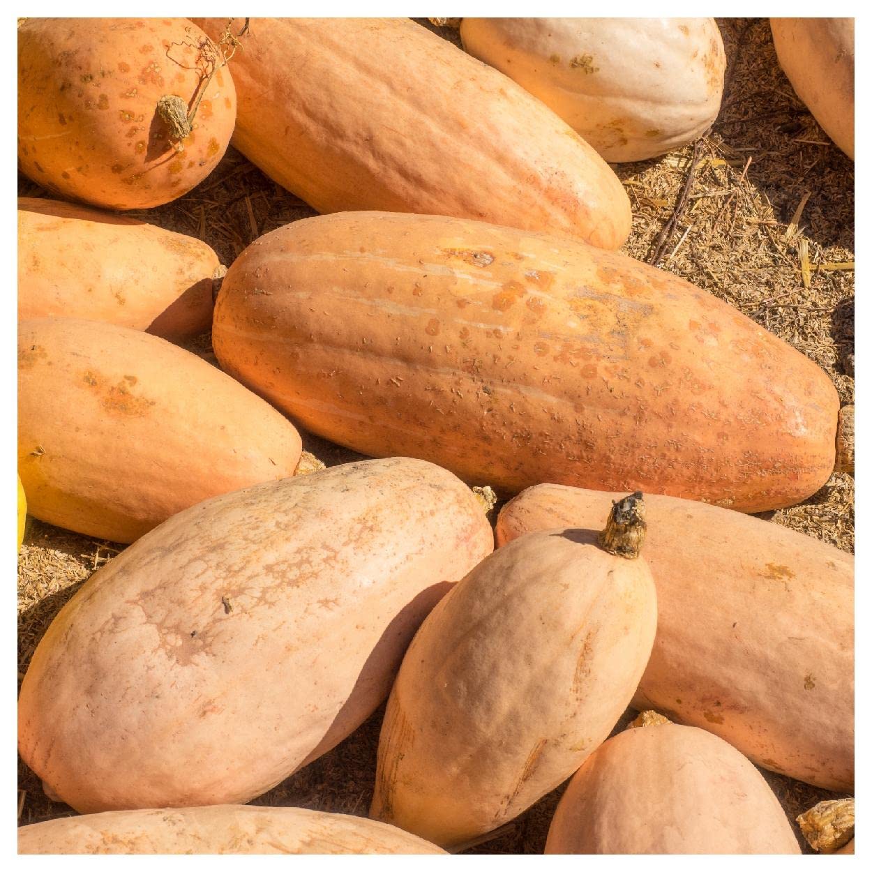 Organic Pink Banana Winter Squash Seeds - 1/4 Lb Non-GMO Heirloom Variety - Perfect for Home Gardening, Fall Harvest & Seasonal Recipes