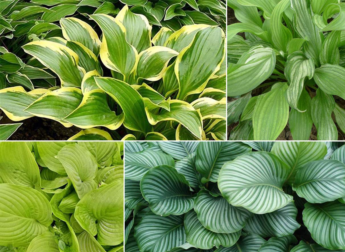 100+ Fragrant Plantain Lily Hosta Plantaginea Flower Seeds - Beautiful Perennial Shade Garden Plants for Landscaping, Borders & Containers