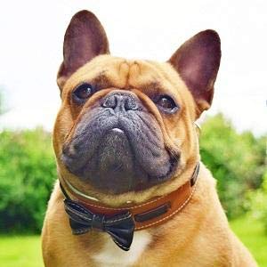 Premium Leather Bowtie Dog Collar - 2 Inch Wide Soft Padded Handmade in Europe - Stylish Pet Accessory for Weddings, Parties & Special Occasions