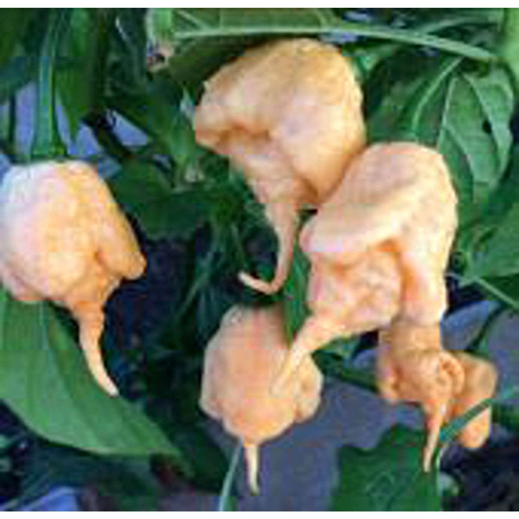 California Reaper Hot Peppers (Peach) Seeds - Super Spicy Ghost Pepper Variety for Home Gardening, Cooking & Hot Sauce Making