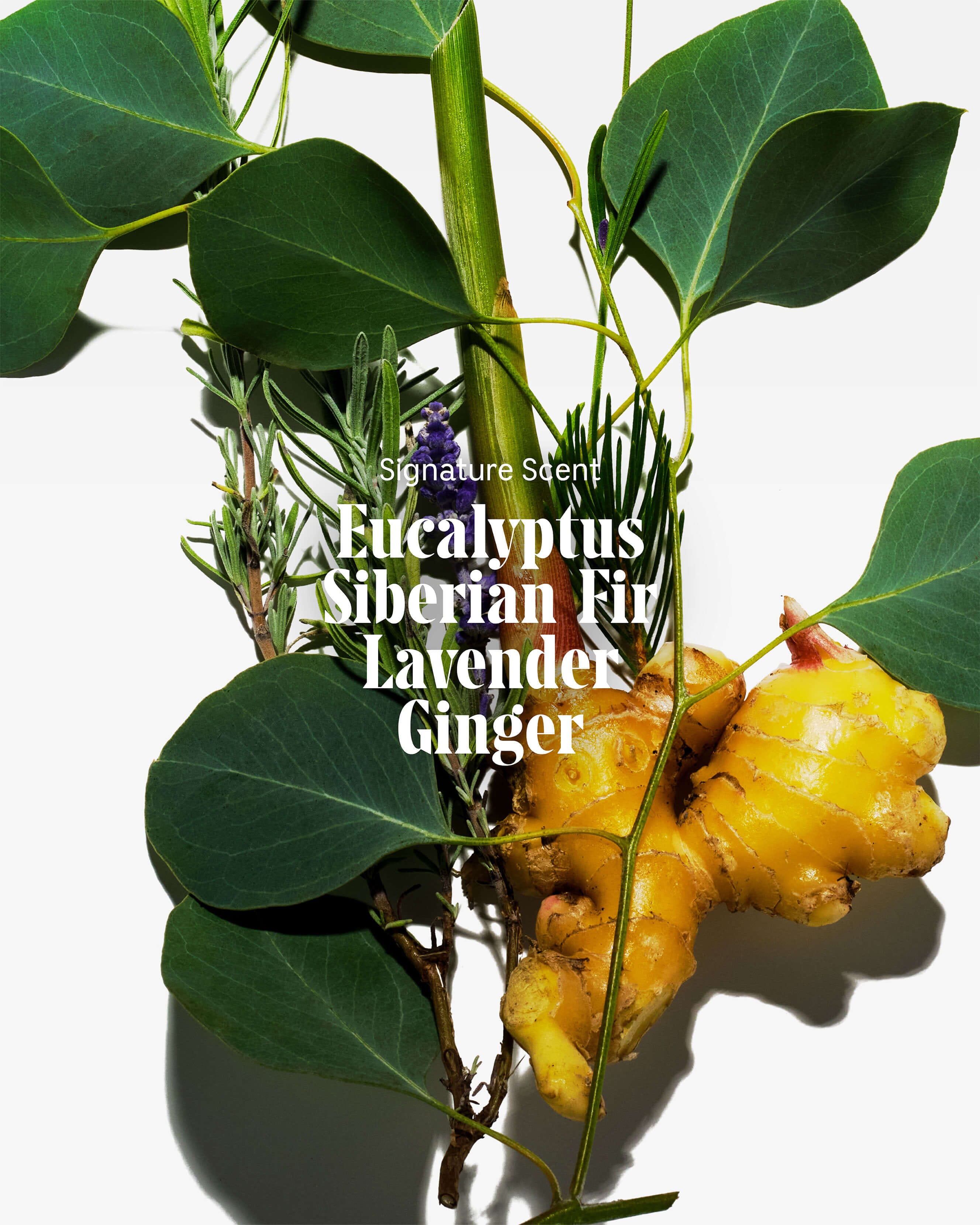 Refreshing Eucalyptus Body Wash for Men & Women - Hydrating & Soothing Shower Gel for Dry Skin - Perfect for Daily Use, Gym & Spa