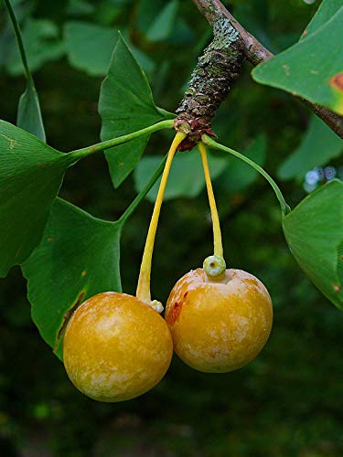 Premium Ginkgo Biloba (Maidenhair Tree) Starter Plants - Pack of 5 Hardy Bare Root Seedlings | Ideal for Home Gardens, Landscaping & Urban Greening Projects