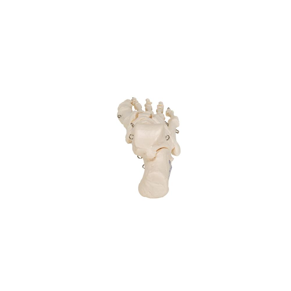 Foot Skeleton Wire Mounted - Halloween Decor, Gothic Home Decor, Anatomical Display for Medical Offices & Haunted Houses