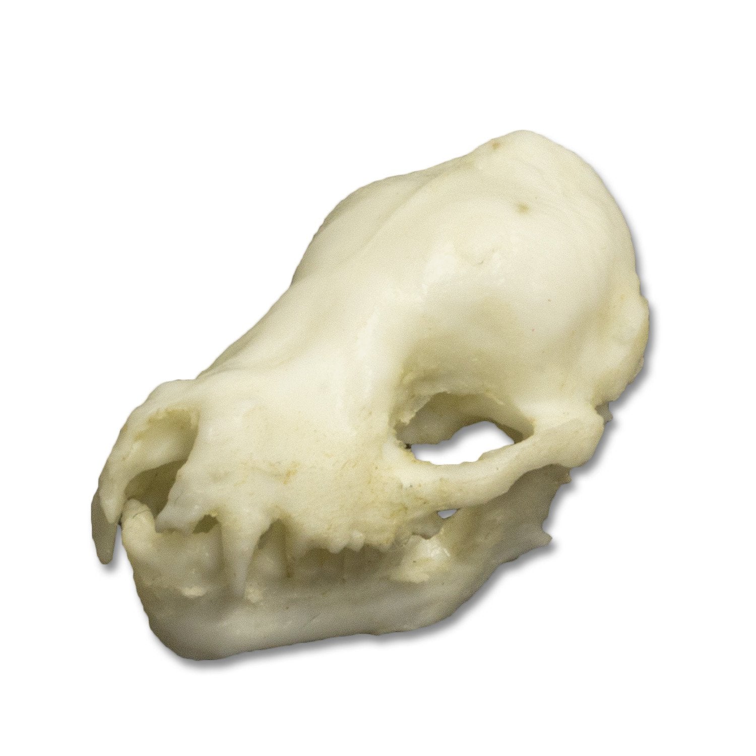 Authentic Replica Cave Myotis Bat Skull - High-Quality Collectible Specimen for Science Education, Halloween Decor & Gothic Home Decor