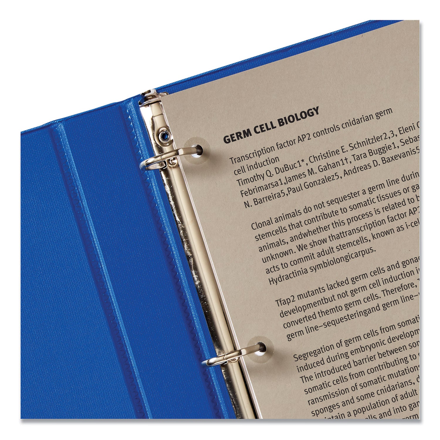 Avery® Clear Hole Reinforcements 0.25