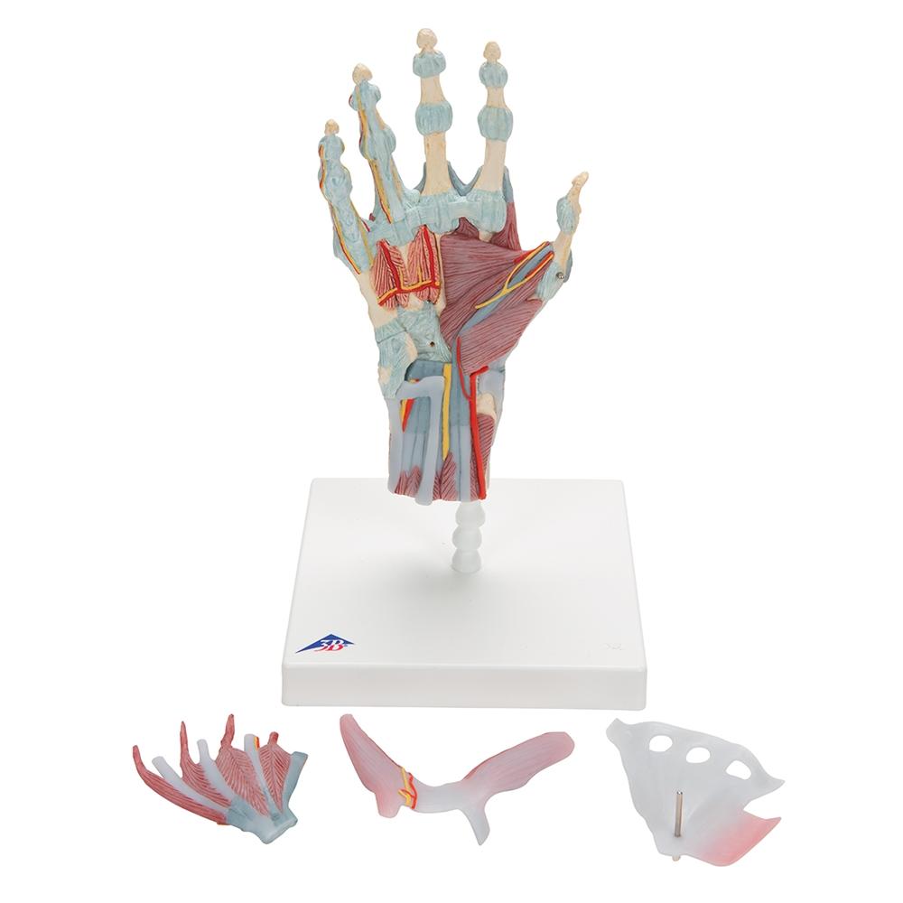 Hand Skeleton Model with Ligaments & Muscles - Anatomical Study Tool for Medical Students & Doctors | Perfect for Classroom, Lab & Medical Office Use