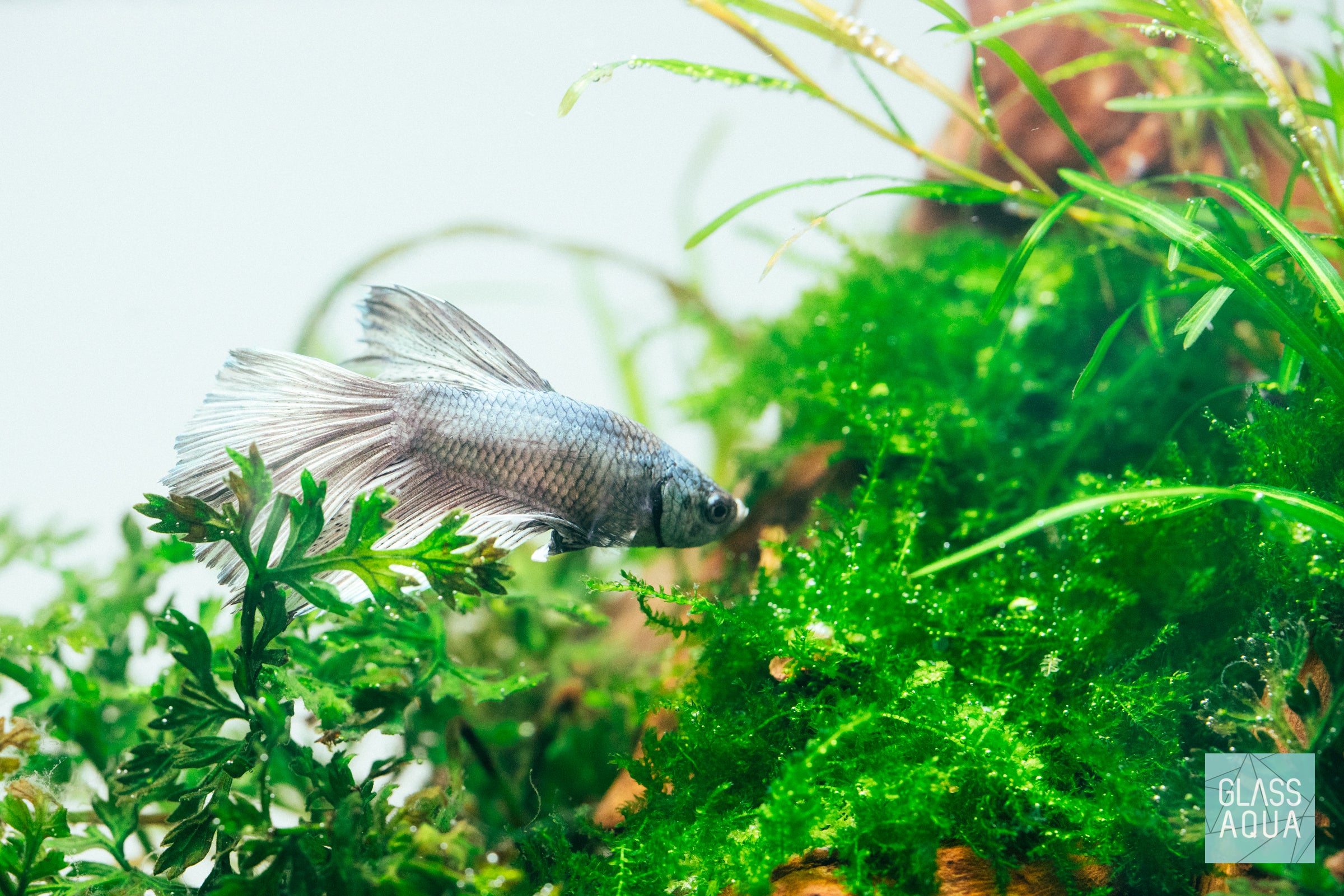 Mini Christmas Moss for Aquarium - Live Aquatic Plant for Fish Tank Decoration, Terrariums & Nano Tanks | Perfect for Shrimp Habitats & Natural Aquascaping