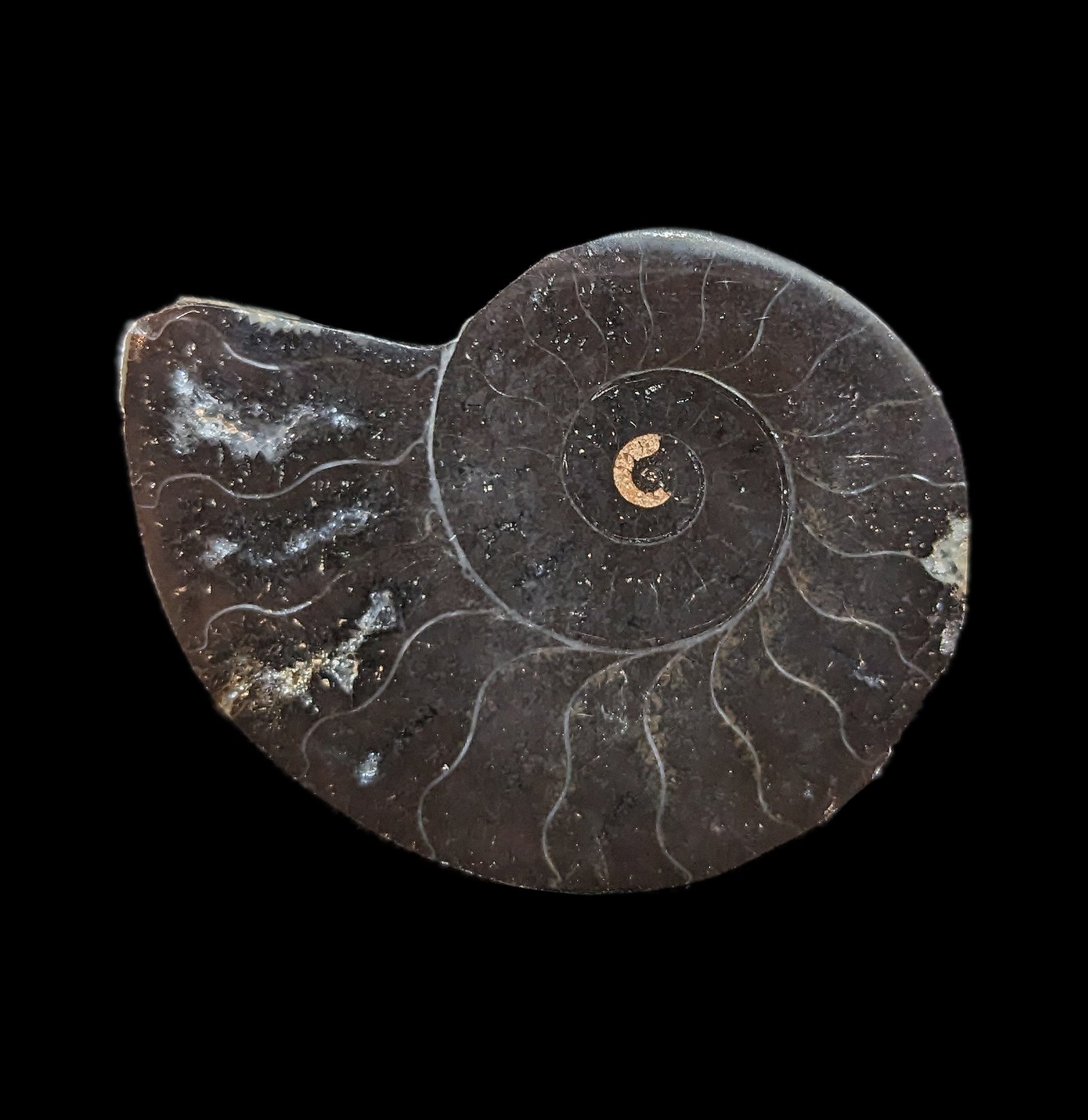 Agatized Black Ammonite Fossil - Rare Natural Gemstone Specimen for Collectors, Jewelry Making & Home Decor