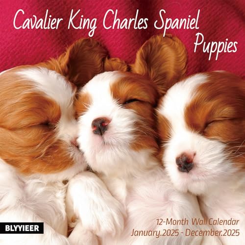Cavalier King Charles Spaniels