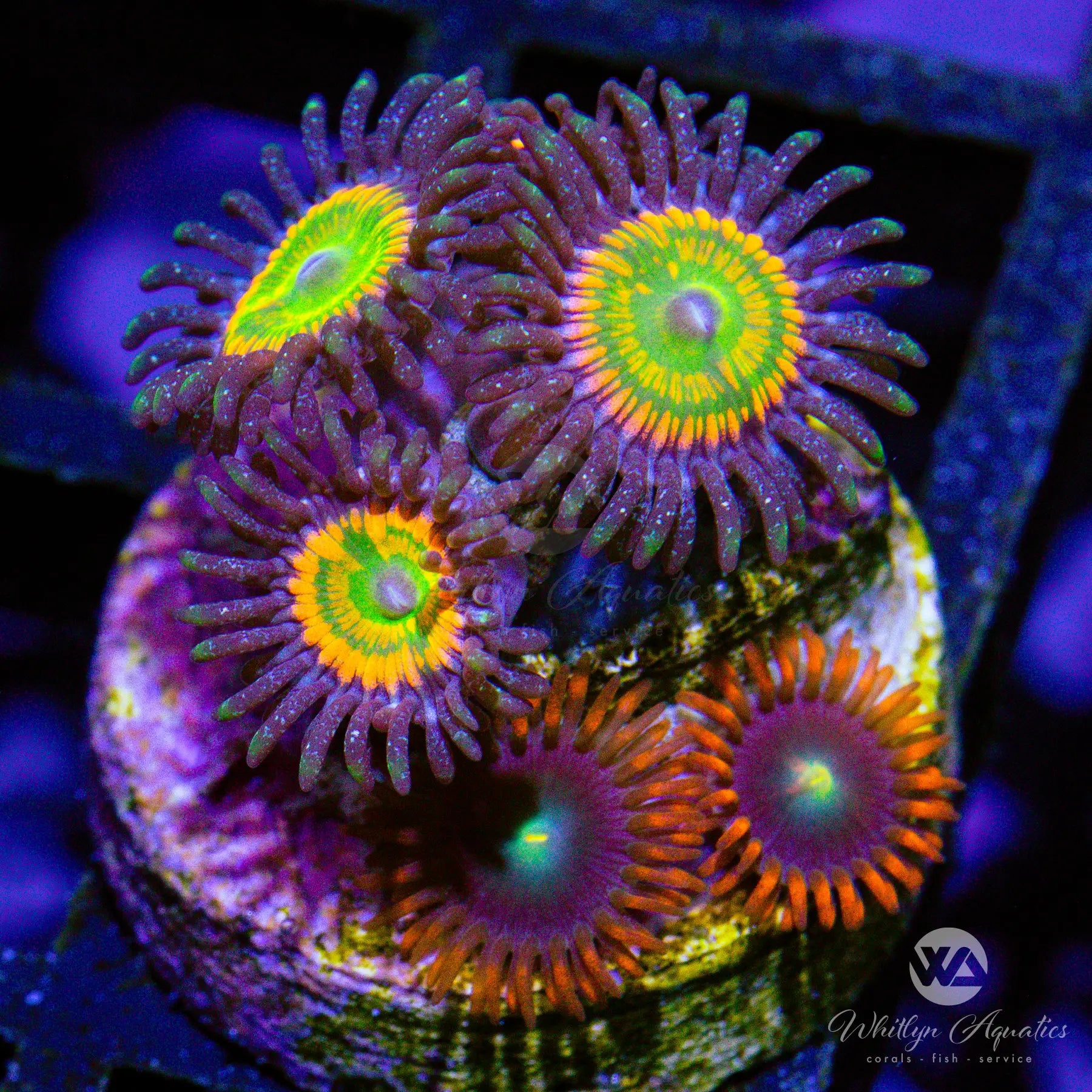 D29 Sunny D Punk Rocker Zoa Combo WYSIWYG - Premium Saltwater Coral for Reef Aquariums | Vibrant Colored Zoanthids for Marine Tanks & Nano Aquascaping