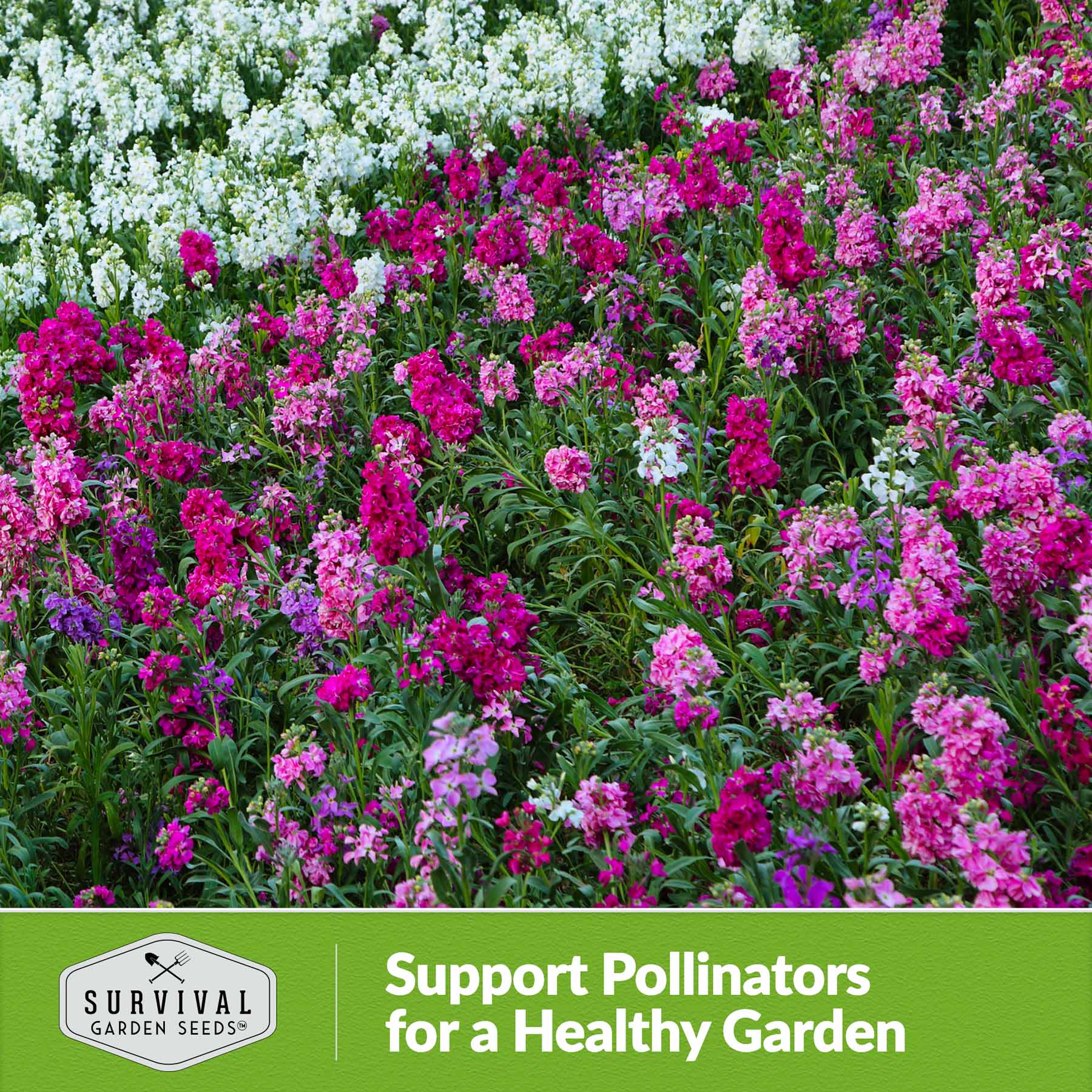 Hoary Stock Seeds - Gillyflower (Matthiola Incana) for Garden Planting, Landscaping & Floral Arrangements | Fragrant Cut Flowers for Bouquets & Home Decor