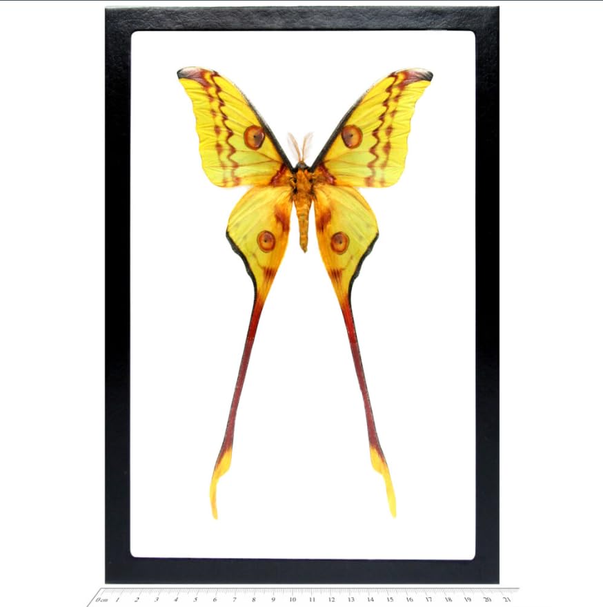BicBugs Argema Mittrei Male Green Yellow Comet Saturn Moth from Madagascar - Framed Display for Home Decor, Entomology Collections & Unique Gifts