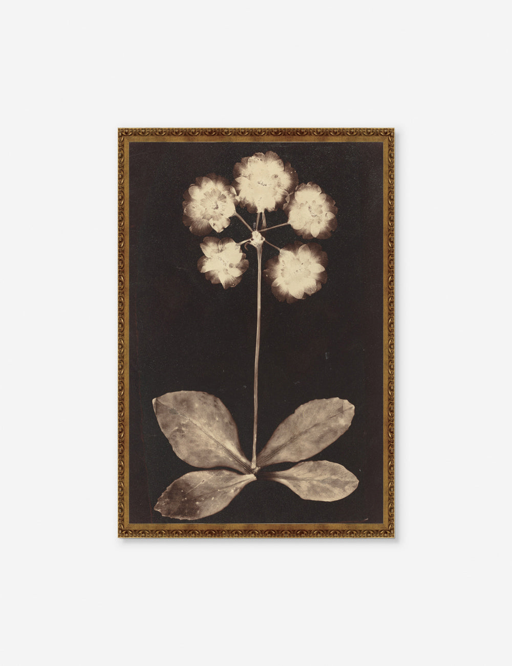Botanical Photogram Print - Vintage Plant Art for Home Decor & Wall Art | Perfect for Living Room, Bedroom & Office
