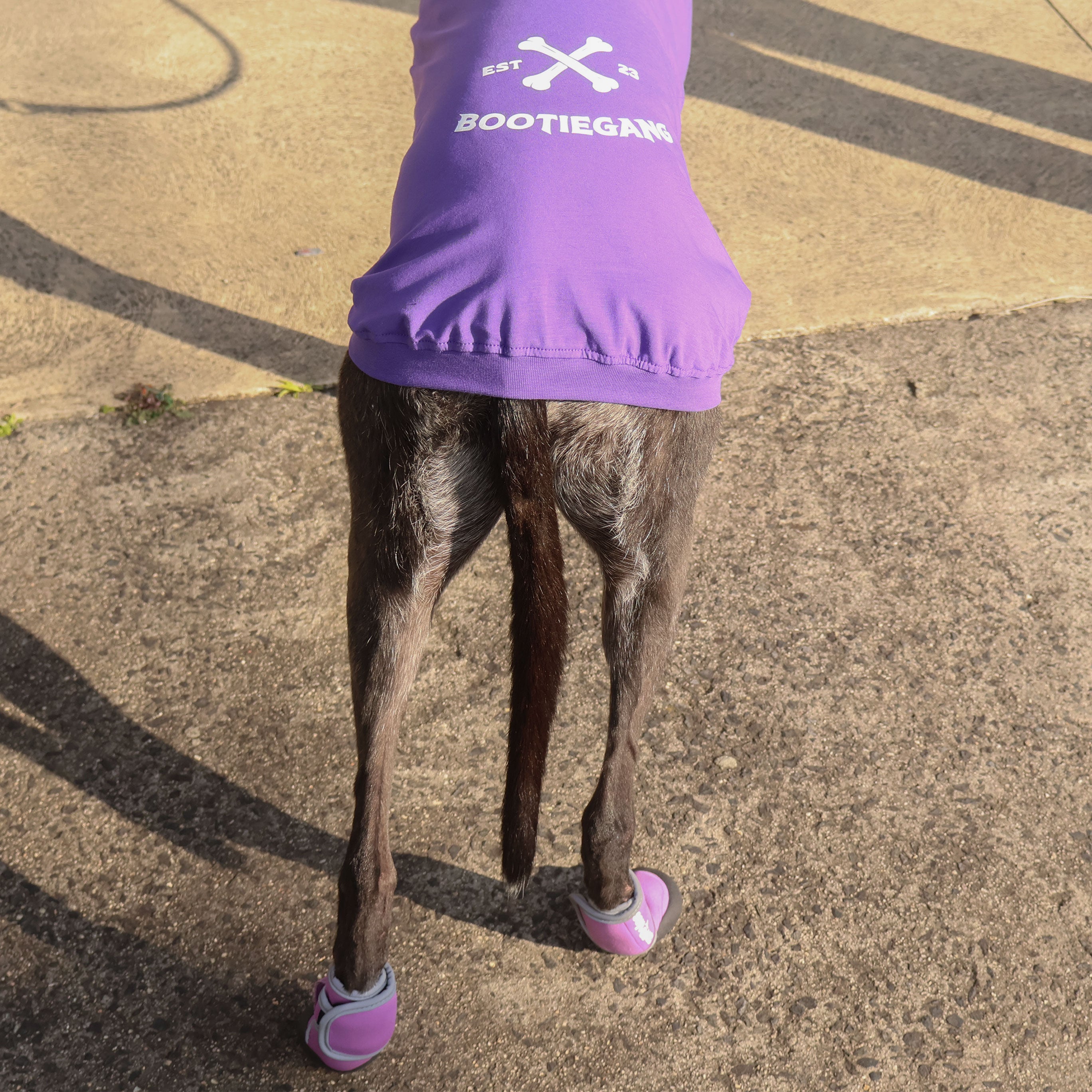 Pre-Order Snooties Booties Collab Bootie Gang Tee - Cute Matching Outfits for Dogs & Owners - Perfect for Pet Lovers, Dog Walks, and Instagram Photos