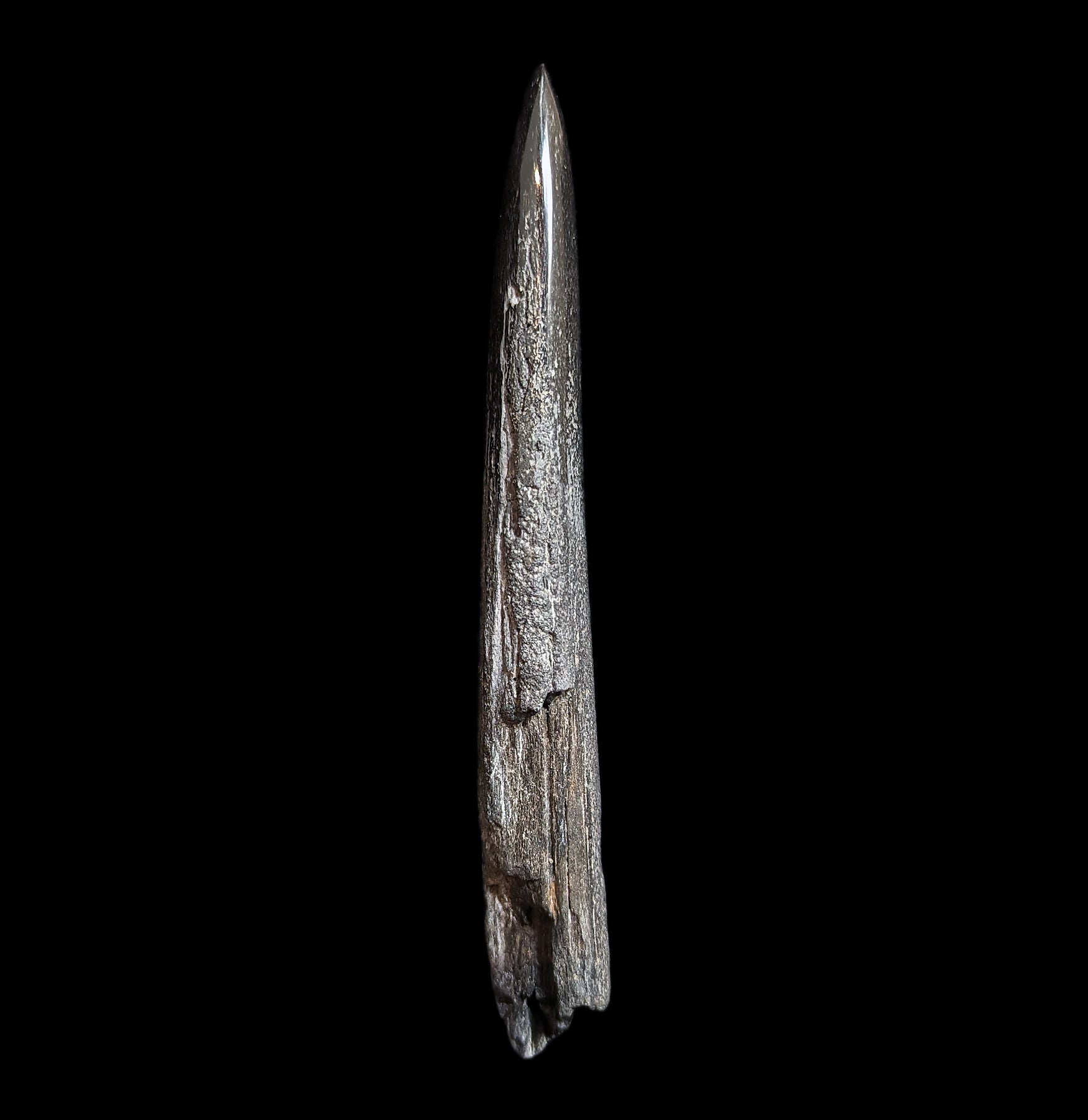 Authentic Fossilized Swordfish Rostrum Specimen - Rare Marine Fossil Collectible for Paleontology Enthusiasts - Perfect for Home Display, Museum Collections & Educational Use