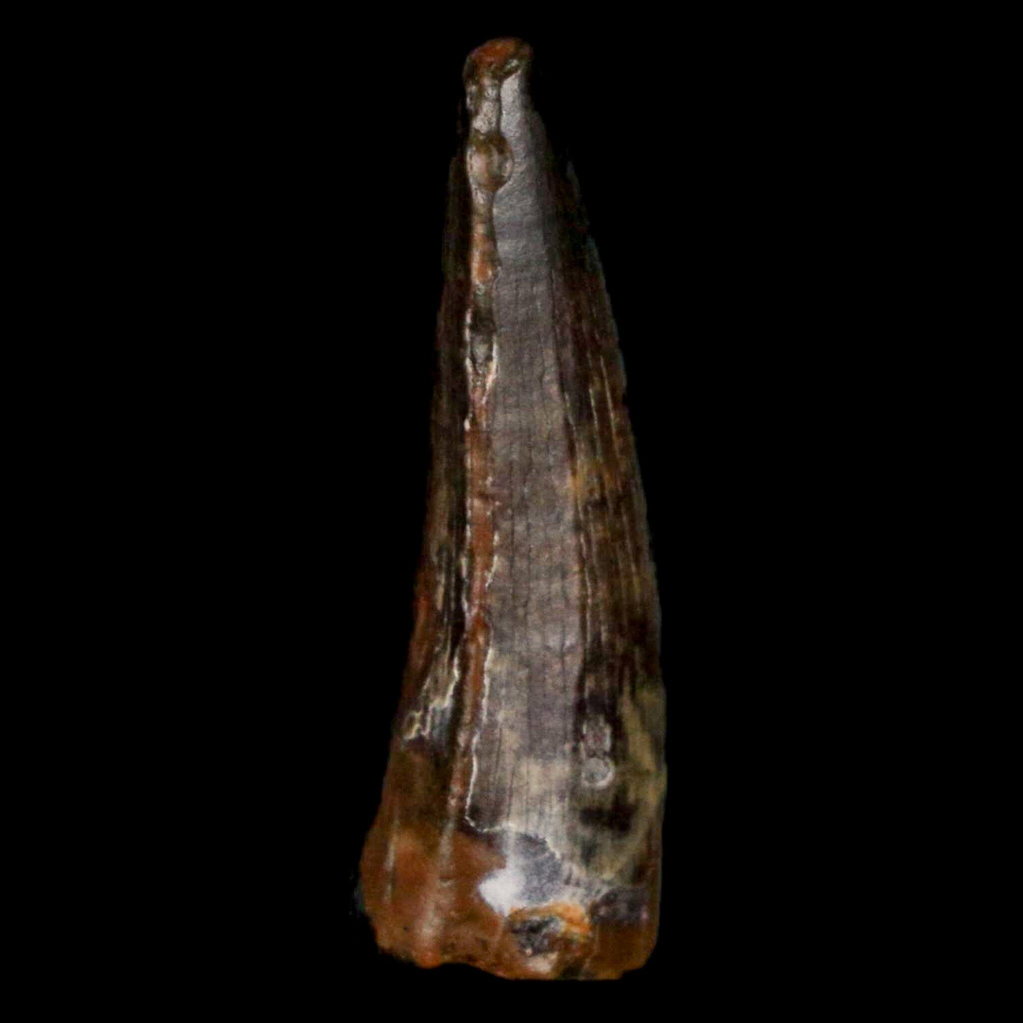 Authentic Suchomimus Dinosaur Tooth Fossil - Cretaceous Spinosaurid from Niger with COA | Perfect for Paleontology Enthusiasts & Fossil Collectors