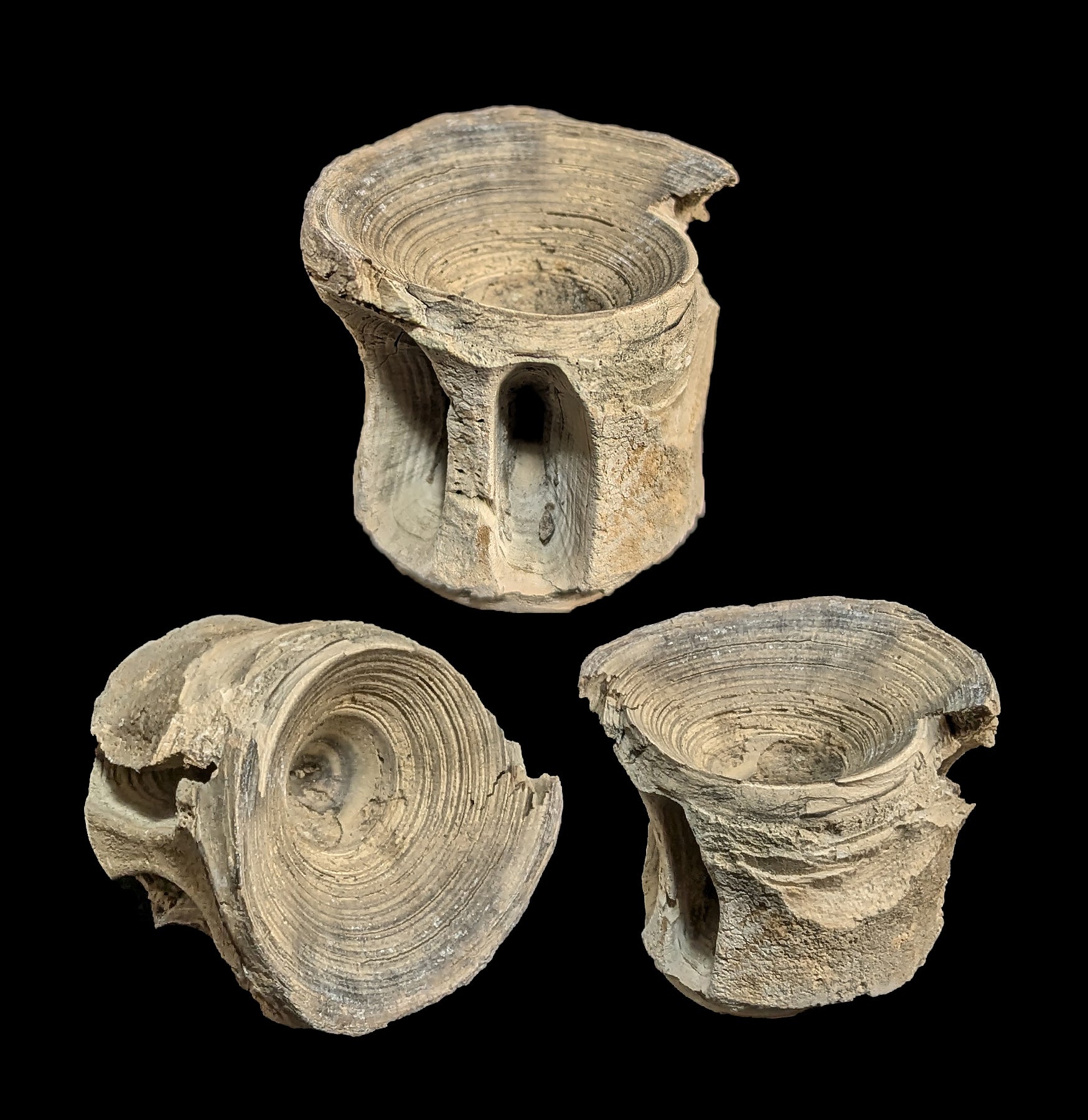 Authentic Fossilized Shark Vertebrae - Genuine Prehistoric Shark Spine for Collectors & Paleontology Enthusiasts - Perfect for Display, Education & Unique Gift Ideas
