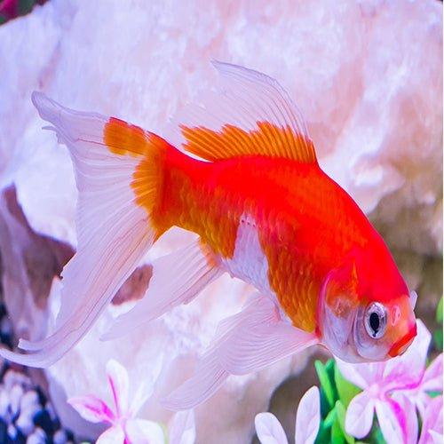 Single Tail Goldfish (Carassius auratus) - Live Freshwater Fish for Aquariums, Ponds & Home Decor | Easy to Care for & Vibrant Colors