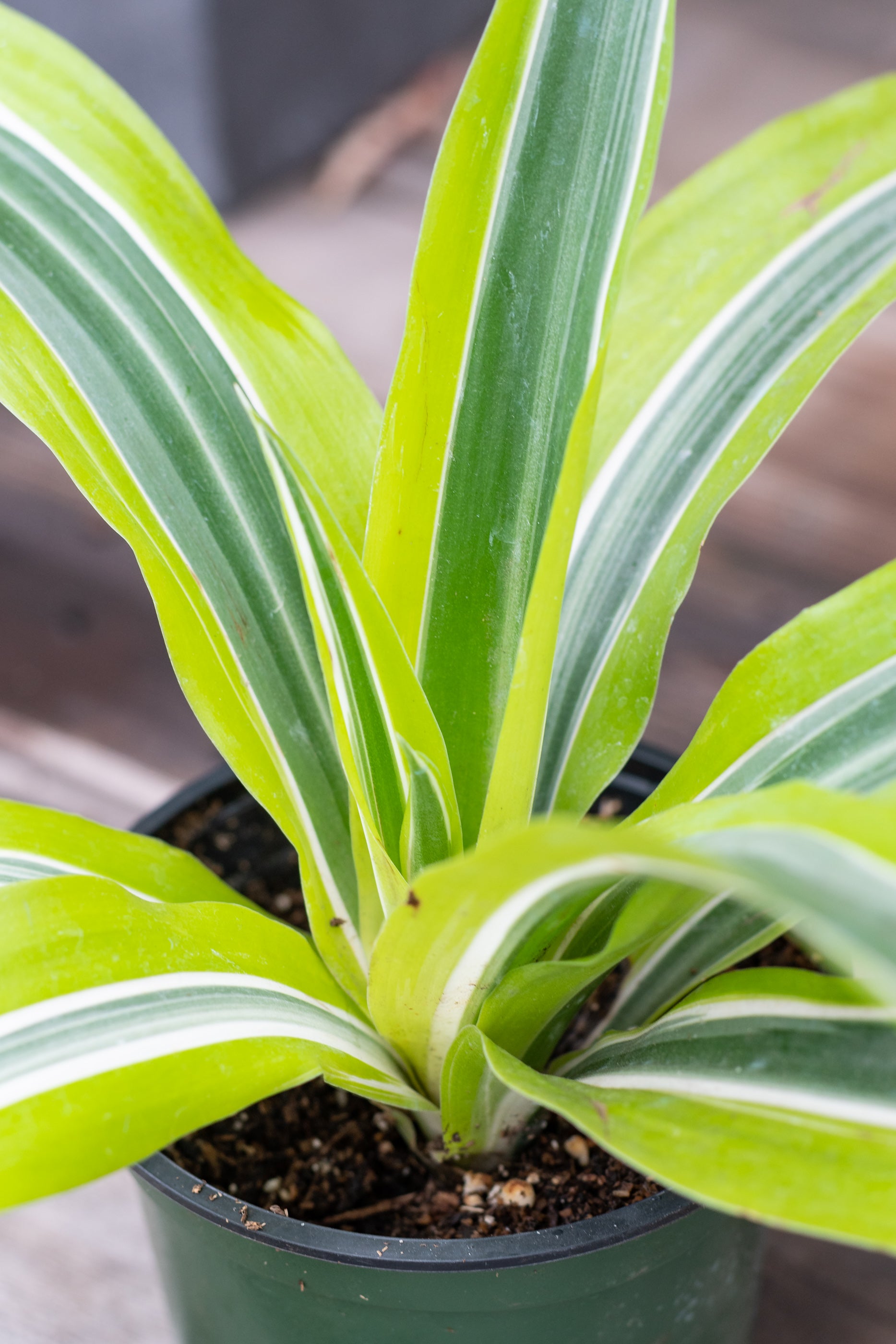 Lemon Lime Dracaena Plant - 4