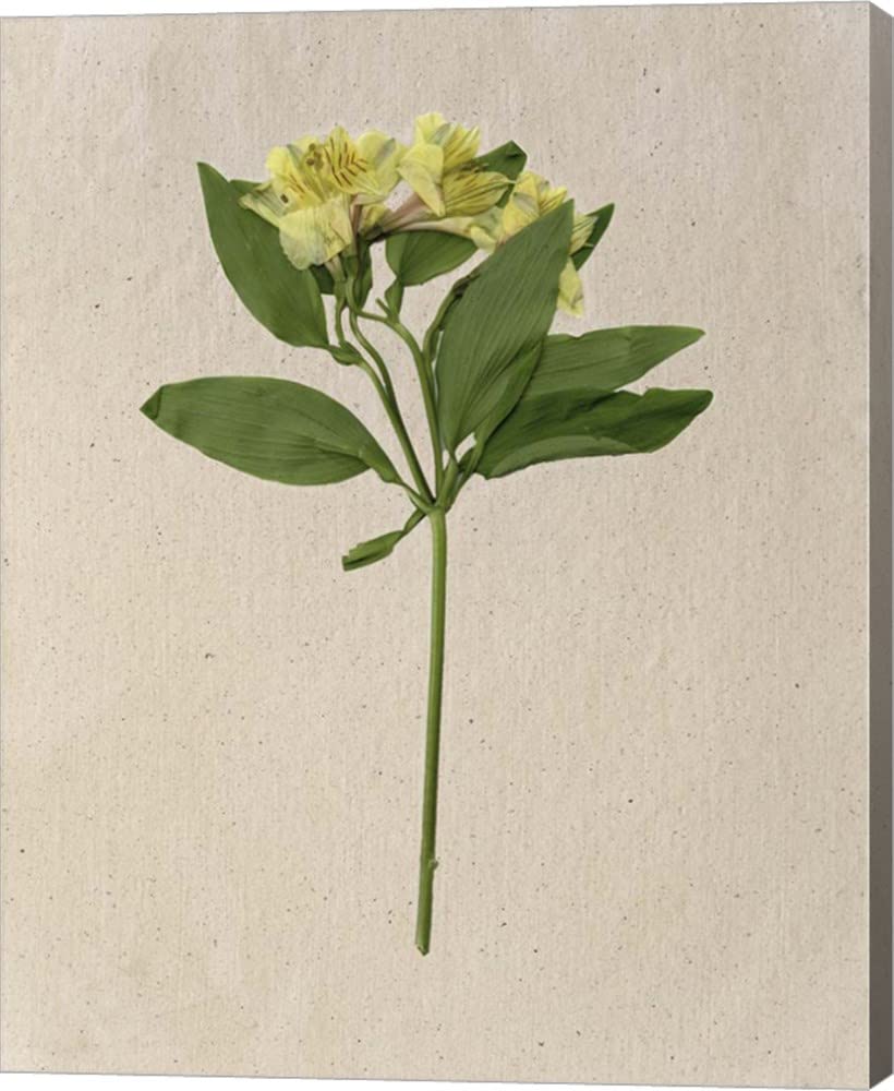 Melissa Wang Pretty Pressed Flowers II Canvas Art - 16x20 Inch Gallery Wrap Wall Decor for Living Room, Bedroom & Office | Floral Painting, Home & Gift Ideas