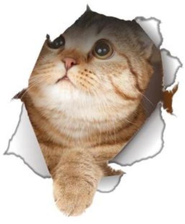 Looking Up Cat