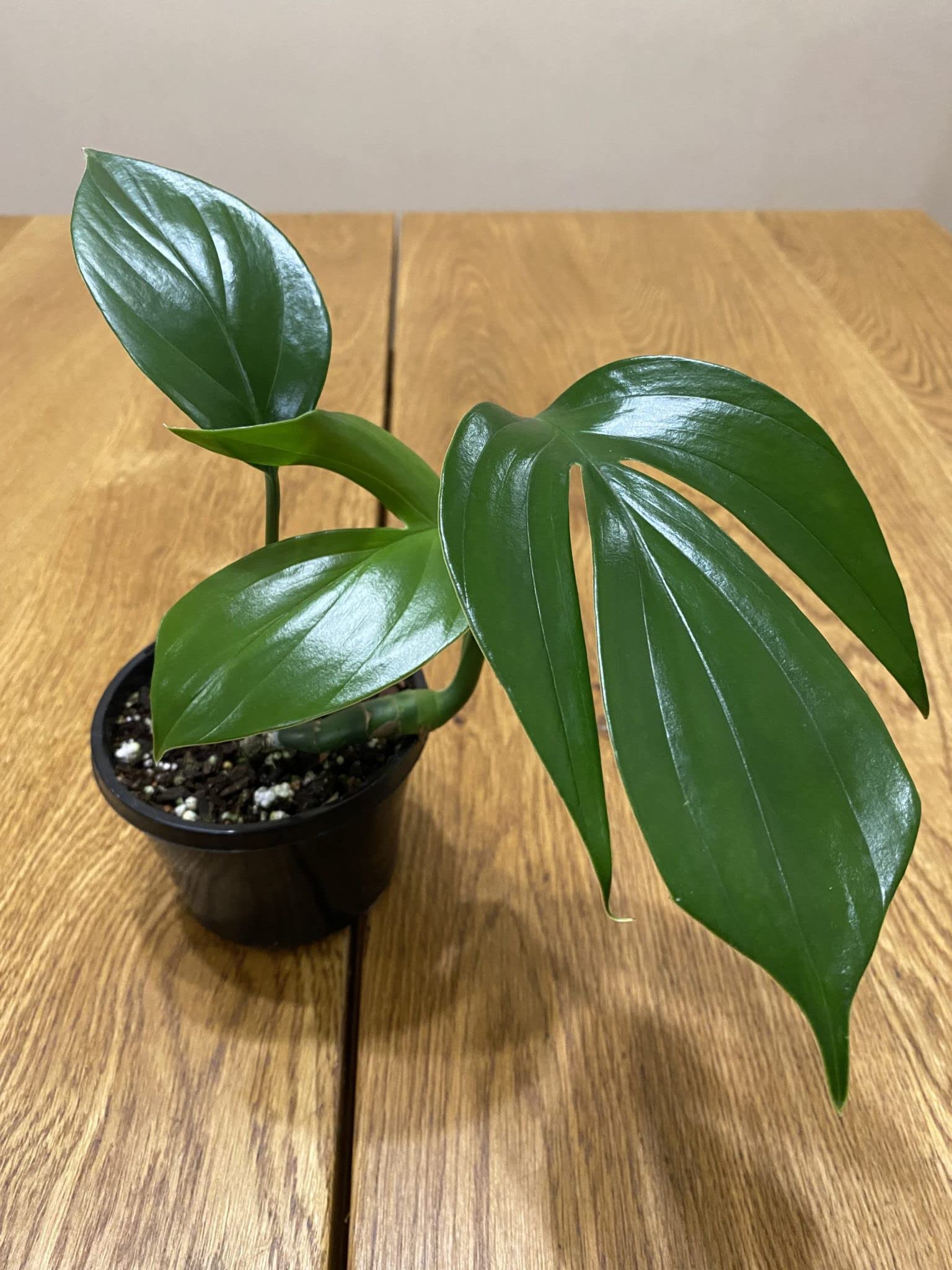 Rhaphidophora Decursiva Dragon Tail Plant - 3 Live Rare Houseplants in 4 Inch Pots - Florist Quality Indoor Plants from Florida - Perfect for Home Decor, Office Spaces & Tropical Gardens