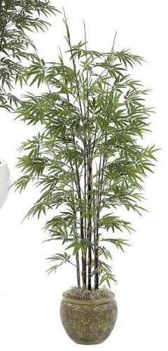 7 Foot Japanese Black Bamboo Tree (Phyllostachys Nigra) - Indoor/Outdoor Decor for Zen Garden, Patio & Landscaping