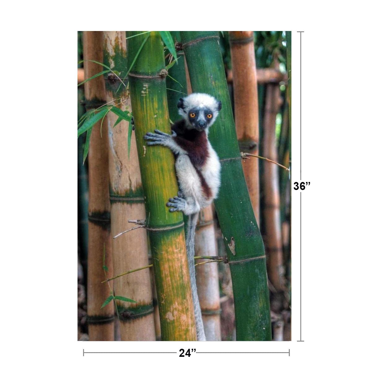 Madagascar Sifaka Baby Lemur in Bamboo Tree - Primate Wall Art Poster, Monkey Decor Painting for Living Room & Bathroom - Tropical Jungle Art Print 24x36 - Perfect for Home, Office & Nursery Decor