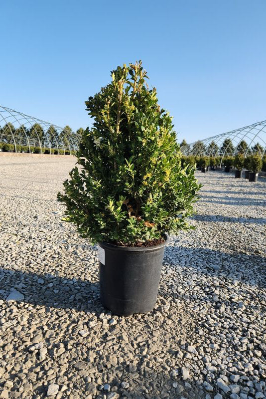 Buxus 'Green Mountain' #2 - Premium Evergreen Boxwood Shrub for Landscaping, Hedges & Topiary | Perfect for Garden Borders, Foundation Plantings & Formal Gardens