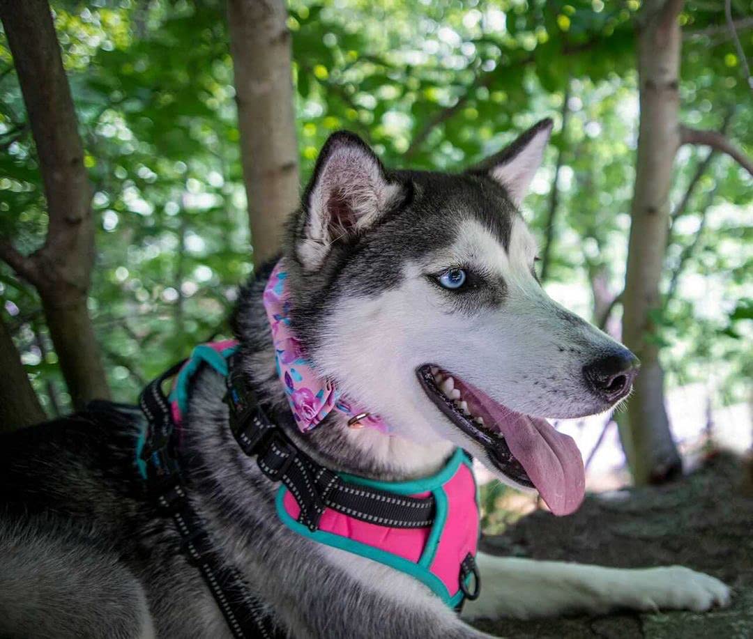 Floral Rose Print Adjustable Dog Collar with Bow Tie - Soft Pet Collar for Small, Medium & Large Dogs - Perfect for Daily Walks, Special Occasions & Photo Shoots