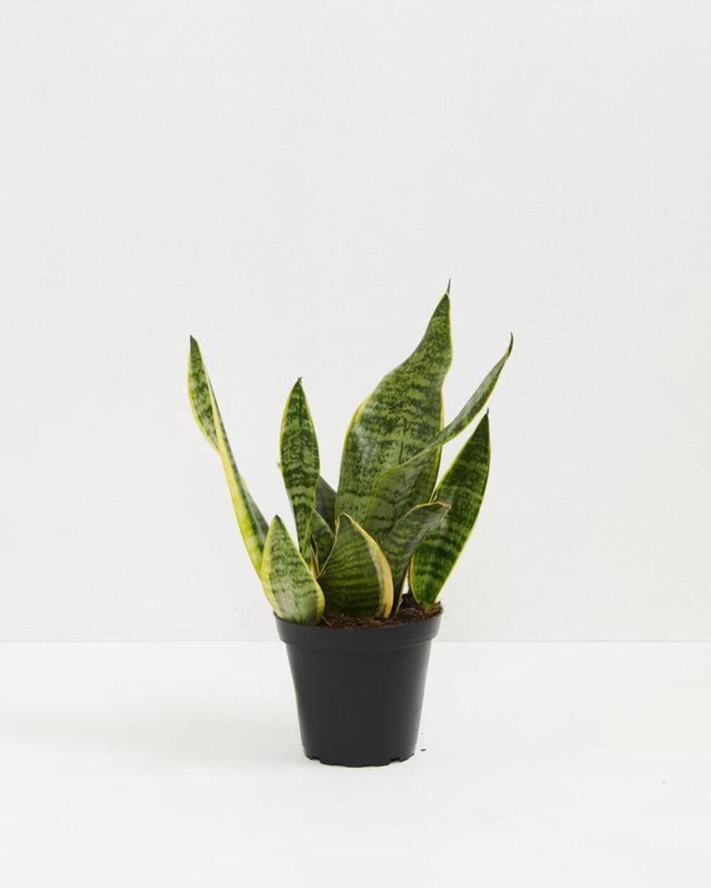 Futura Superba Snake Plant - Low Light Indoor Air Purifying Houseplant for Home, Office & Bedroom Decor