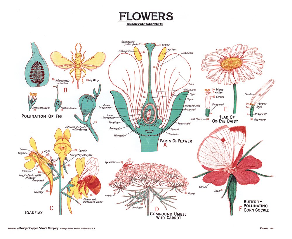Flowers Wall Chart - Unmounted Botanical Poster for Home & Office Decor | Perfect for Living Room, Bedroom, or Classroom Decoration