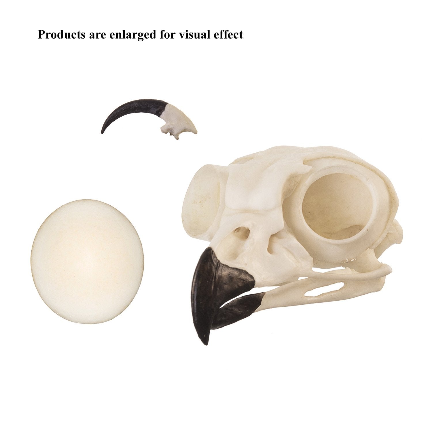 Authentic Replica Great Horned Owl Set - Skull, Talon & Egg for Science Education, Home Decor & Gothic Collection | Perfect for Biology Classrooms, Halloween Displays & Nature Enthusiasts