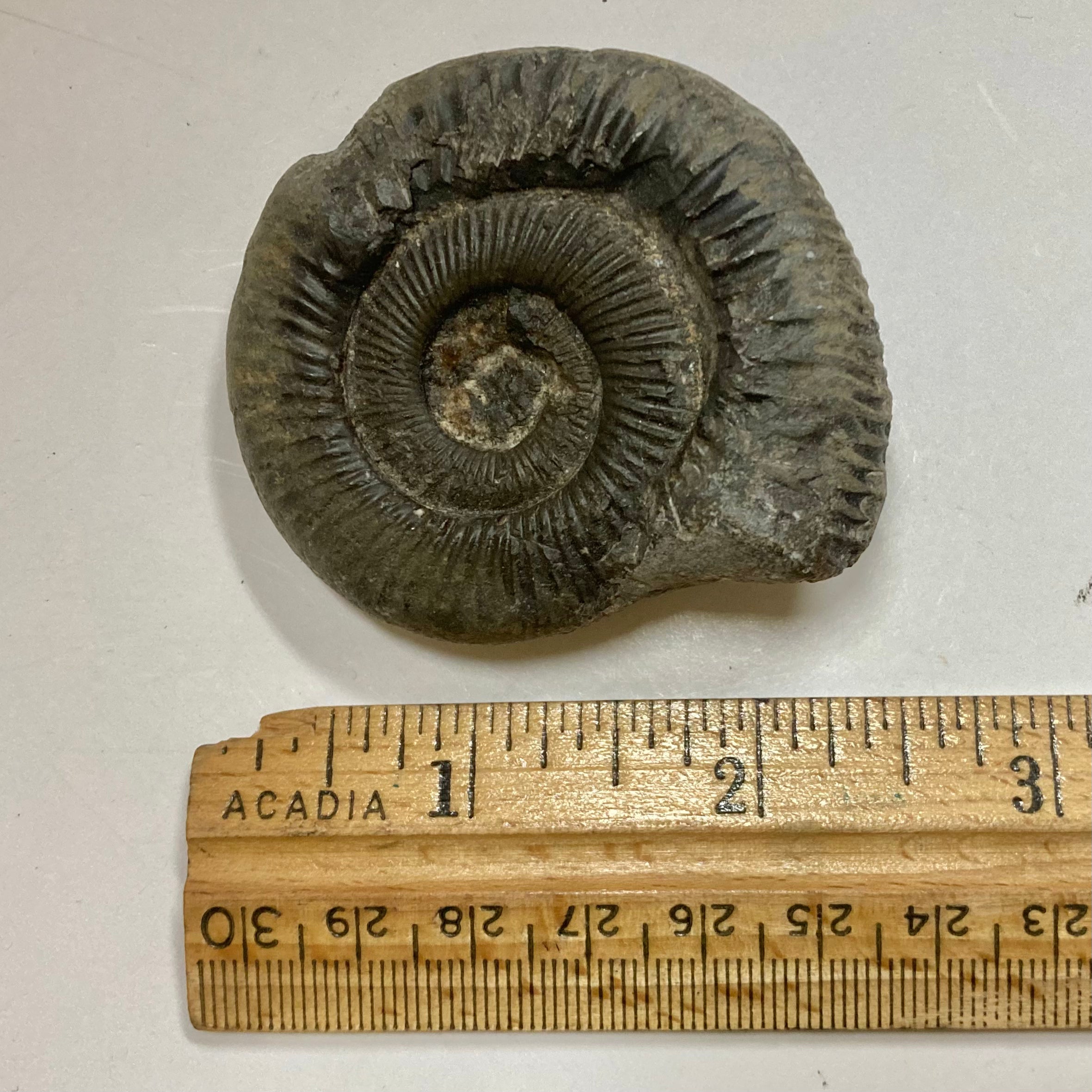 Authentic Dactylioceras Ammonite Fossil - Natural Jurassic Ammonite Specimen for Collectors, Home Decor & Educational Use